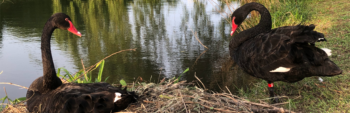 Two black swans sitting by a lake